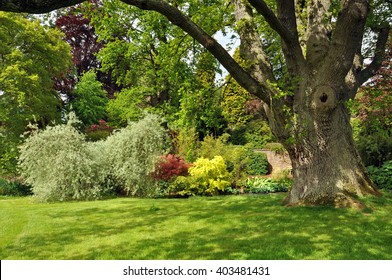 Garden Tree