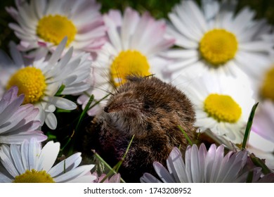 Garden Tree Shrew In A Bunch Of Daisy Flowers