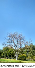 Garden at tree stand