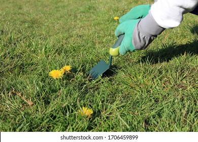 A Garden Trowel Being Used By A Gardener To Dig Up A Dandelion Weed Growing In A Lawn.