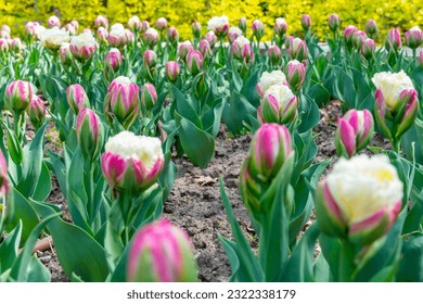 Garden tulips in Rosetta McClain Gardens, public garden located in Scarborough, Ontario, Canada. Scarborough Bluffs area. Popular spot for photography, picnicking, and enjoying nature. - Shutterstock ID 2322338179