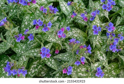 A Garden Varietal Lungwort Blooms In Spring. Suburban Garden, Will County, Illinois