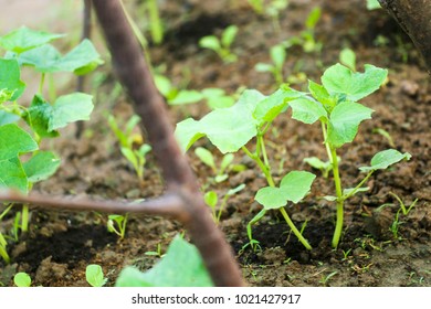 Garden vegetables
Vegetable cultivation
