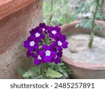 Garden verbena. Blooming verbena flowers in flower pots. Garden verbena plant purple small flowers. White-centered garden verbena flowers. close-up. Florida. Purple flowers. Vervain. Primrose.