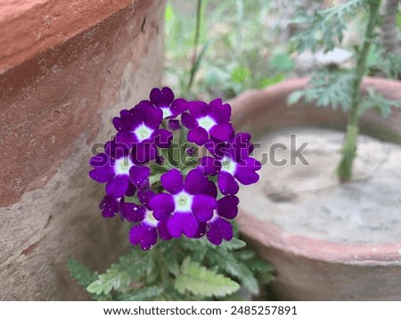 Garden verbena. Blooming verbena flowers in flower pots. Garden verbena plant purple small flowers. White-centered garden verbena flowers. close-up. Florida. Purple flowers. Vervain. Primrose.