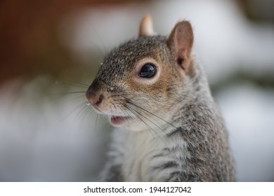 Garden Visitor. Adorable Grey Squirrel Looking For Food. Animated Face. 