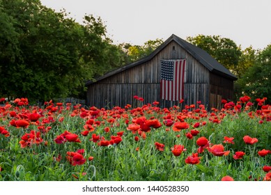 Garden of vivid red poppies  with old barn with us flag hanging in the background