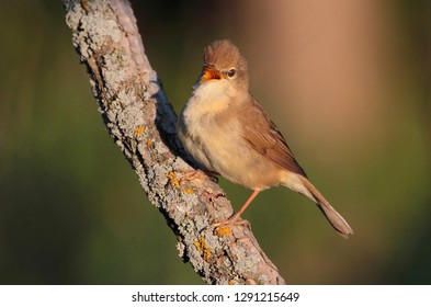 Garden warbler sings, opening its beak, sitting on a branch on a sunny summer morning on a uniform forest background