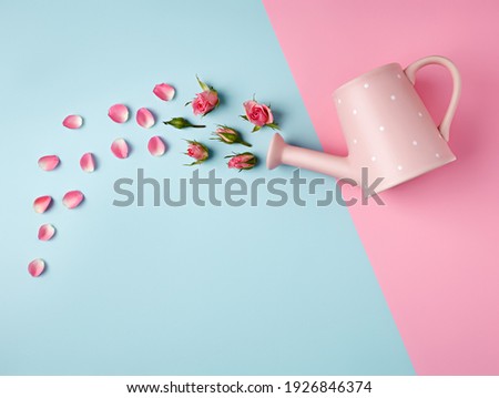 Garden watering can with rose petals and buds on dual tone pink and blue background. Creative spring bloom layout with copy space. Women's day, wedding or anniversary idea. Flat lay, top view.