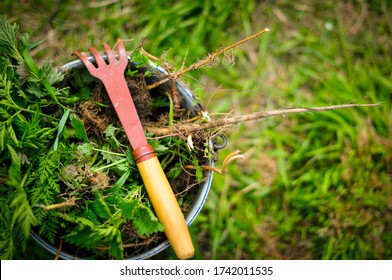 garden weeds and plant roots in a bucket.  small rake for lawn care and weed control.