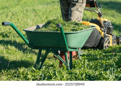 A garden wheelbarrow filled with mown grass. In the foreground is a garden wheelbarrow, in the background is a yellow lawn mower. - Powered by Shutterstock