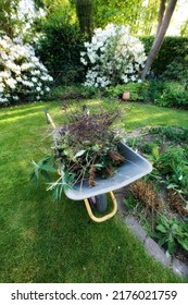 Garden Wheelbarrow Full Of Twigs And Broken Branches While Landscaping A Home Backyard. Equipment Tools Ready To Carry And Transport Soil, Manure, Compost And Fertilizer. Finished Cleaning Up A Yard