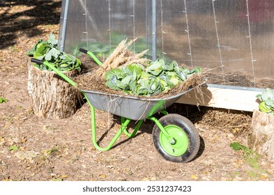 Garden wheelbarrow with new harvest cabbage. Harvest cart, garden tools, garden helper. Fresh vegetables from the garden - Powered by Shutterstock