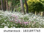 Garden of white Siberian Chrysanthemum at pine tree forest in the morning at Gujeolcho Theme Park near Jeongeup-si, South Korea
