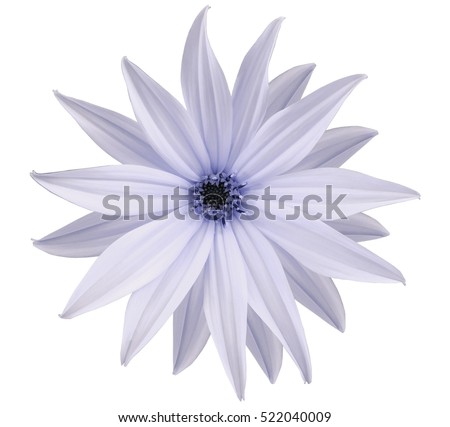 Garden white-blue flower, white isolated background with clipping path.  Closeup.  no shadows. view of the stars,  for the design.  Nature.