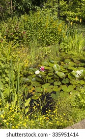 Garden Wildlife Pond In Residential Back Garden In England