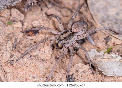 毒蜘蛛 の画像 写真素材 ベクター画像 Shutterstock