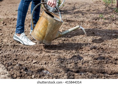 the garden - woman watering garden beds for sowing seeds. female hands and a metal watering can - Shutterstock ID 415844314