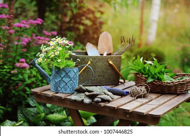 garden work still life in summer. Camomile flowers, gloves and toold on wooden table outdoor in sunny day with flowers blooming on background.
