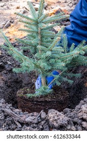 A garden worker plants a young blue spruce tree 