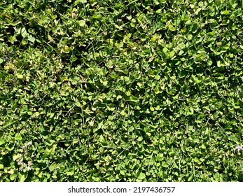 A Garden Yard Groundcover Lawn Plants Green Spring Sunny Backyard Hedge Springtime Foliage