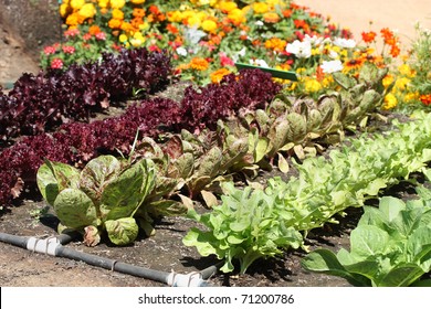 Garden with young fresh vegetables