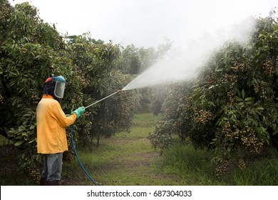 gardene man,Crop spraying pesticides fertilizers in Longan tree.