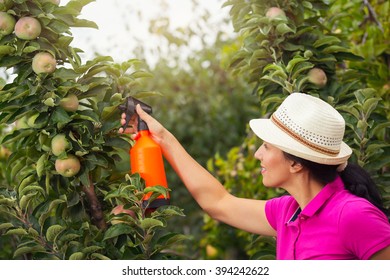 Gardener applying an insecticide fertilizer to his fruit shrubs, using a sprayer