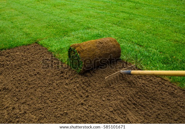 Gardener applying\
turf rolls in the\
backyard