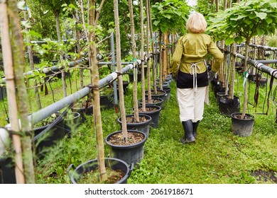 Gardener between trees with irrigation system in the nursery of the nursery