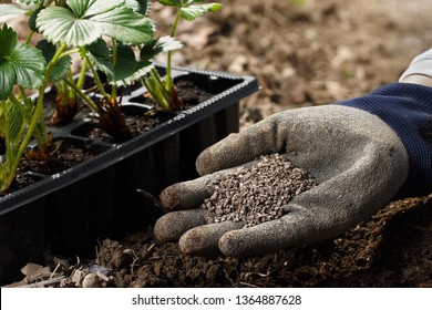 Gardener blending organic fertiliser humic granules with soil, enriching soil for plants to grow optimally. Organic gardening, healthy food, nutrients, self-supply, housework concept.  