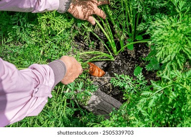 
The gardener carefully pulls carrots out of the garden. - Powered by Shutterstock