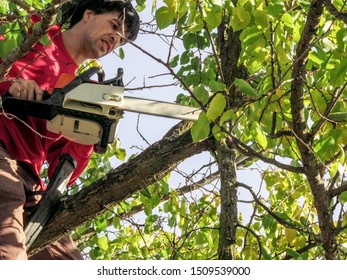 Gardener with a chainsaw cuts fruit trees sitting on top of a branch. Beautiful background for garden or park care and spring or autumn pruning of old branches, with copy space