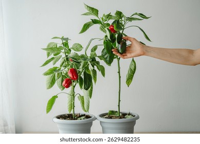 El jardinero está comprobando el crecimiento de las plantas de pimiento morrón en macetas, una con pimientos rojos maduros y la otra con un solo pimiento verde, mostrando los productos de cosecha propia