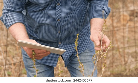 Gardener with clipboard examines berry bushes in spring. Gardener examines branches of currant bush in garden in autumn. Elderly farmer working in garden, own business. Worker with tablet in garden - Powered by Shutterstock