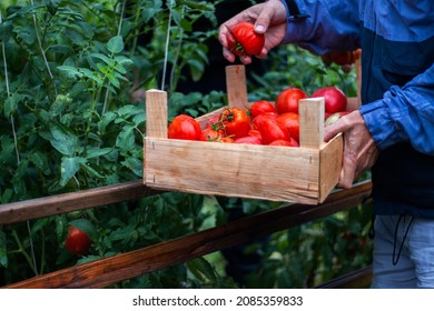  A Gardener colecting organic tomato