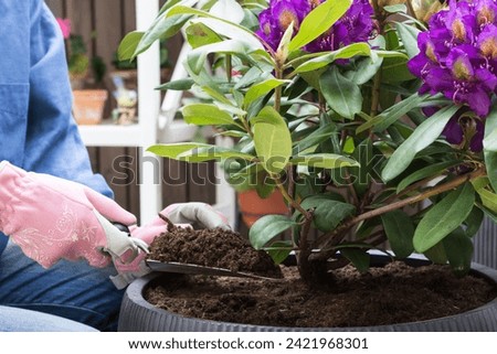 Gardener is covering flowering purple color rhododendron shrub roots with soil in pot on terrace, rhododendron growing concept, close up view 