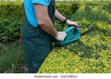 gardener cuts the branches of an overgrown boxwood hedge with an electric mower. Spring, gardening, landscape design concept.
