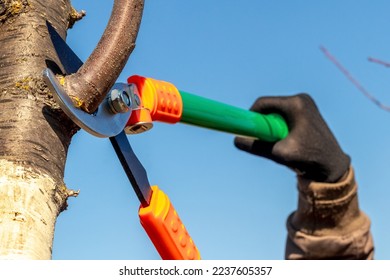A gardener cuts tree branches with large garden shears. Pruning trees in the spring, close-up - Shutterstock ID 2237605357