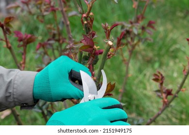 Gardener cutting the branch of rose at spring time. Floriculture.