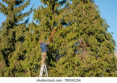 Gardener Cutting The Branches Of A Tall Pine Tree With Cutter Trimming In The Garden.