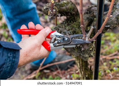 Gardener cutting the vine in the spring