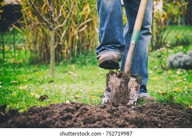 Gardener digging in a garden with a spade. Man using a big shovel for digging old lawn.