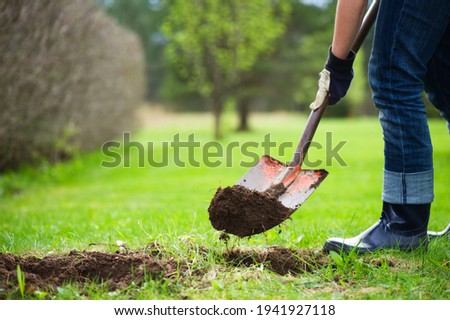 Gardener is digging soil with a shovel and preparing to plant plants. Springtime in the garden.