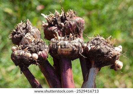 A gardener digs up gladiolus bulbs in the fall.