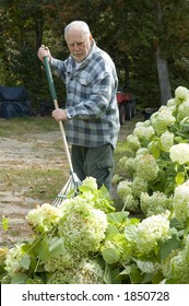 Gardener Elderly Man Raking His Garden