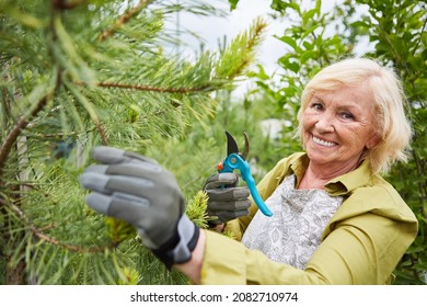 Gardener With Experience Cutting Trees With Secateurs In The Nursery