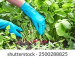 Gardener or Farmer grow ripe radish for vegetarian and vegan. Farmer takes care, picking up red radish in an eco friendly farm. Fresh vegetables with a high content of vitamins and nutrition.