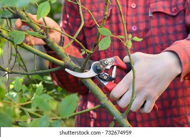 Gardener With Garden Pruning Scissors Pruning Climbing Roses .