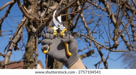 Gardener in gloves pruning tree branches with secateurs in spring under a blue sky.